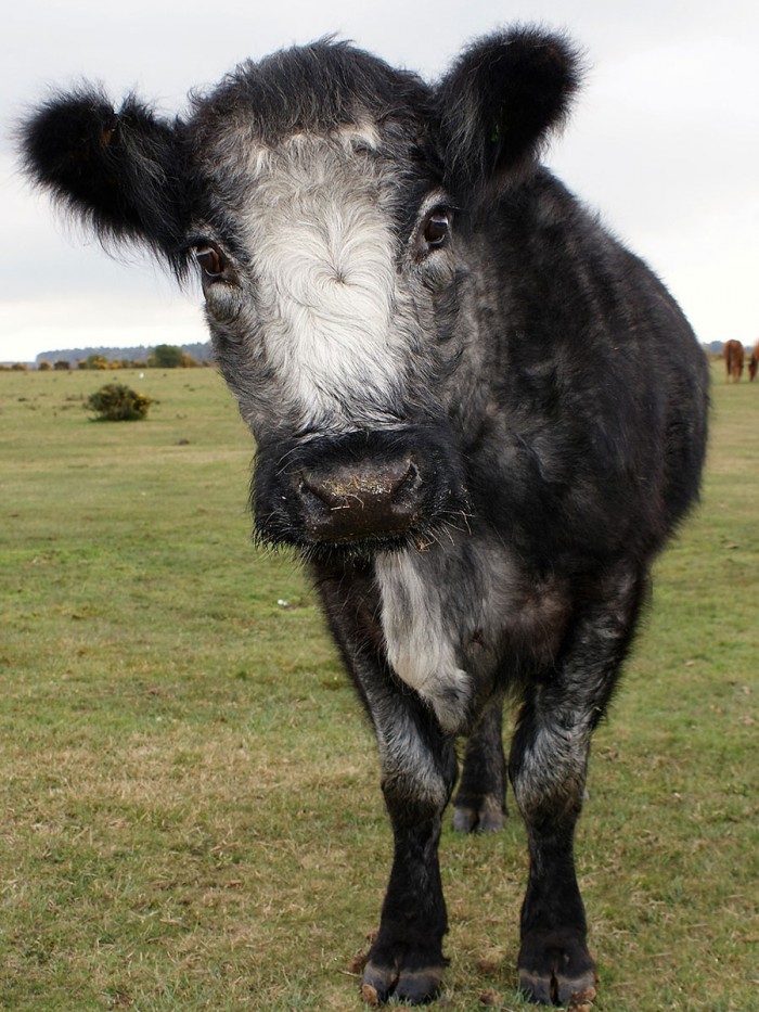 Animals Up Close - Phil Shearing
