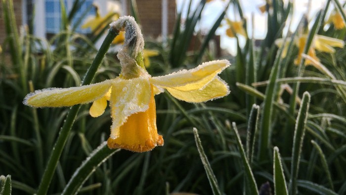 Early Signs of Spring - Phill Brown