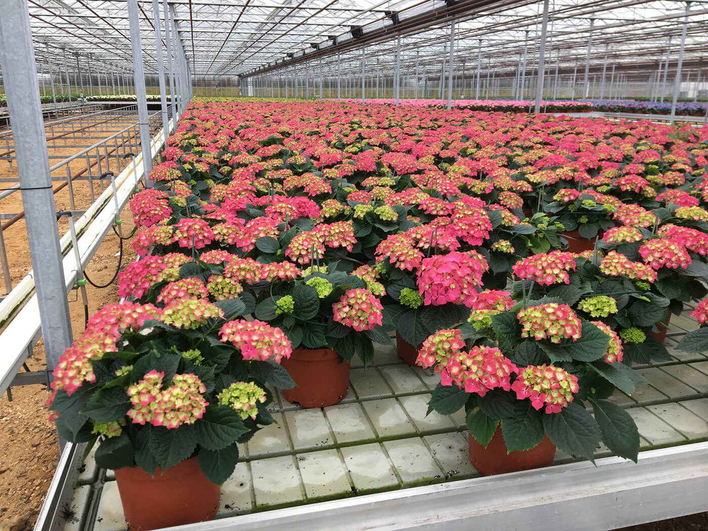 Nurseries Moved from Physical to Online Store Within a Week